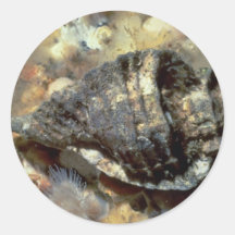 Leafy hornmouth (Ceretostoma foliatum) Shell Round Sticker