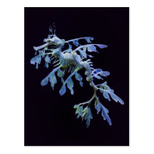 Leafy Sea Dragon Postcard