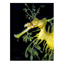 Leafy Sea Dragon Postcards