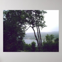 Leaning birches poster