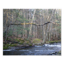 Leaning Tree 10x8 Photographic Print