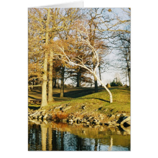 Leaning Tree Cards, Leaning Tree Greeting Cards, Leaning Tree Greetings
