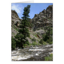 Leaning Tree Greeting Cards