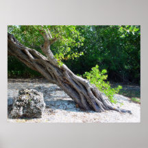 Leaning Tree, Poster