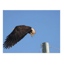 Leap of Faith Photograph