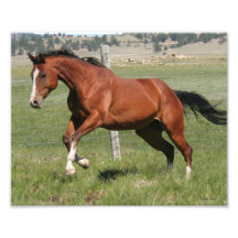 Leaping Horse with Blaze Photo Art