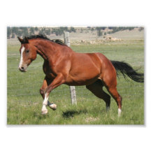 Leaping Horse with Blaze Photographic Print