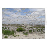 Least & Royal Tern Colony Greeting Cards