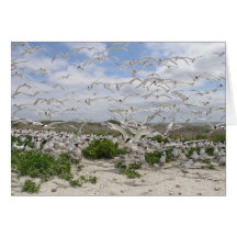 Least & Royal Tern Colony Greeting Cards