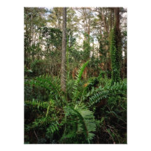 Leather Fern. Shingle Creek, Orange County, Fl. Photo Art