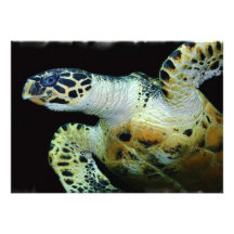 Leatherback Sea Turtle Invitation