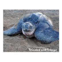 Leatherback Turtle in Trinidad and Tobago Post Card