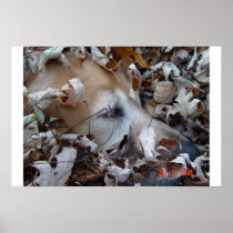 Leaves and Maisy