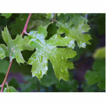 Leaves Leaf Raindrops Photo Sculptures