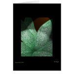 Leaves_Leaf Seris cards