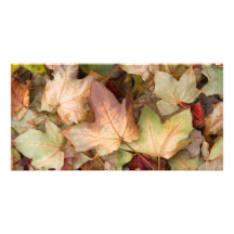 Leaves Photo Card