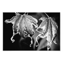 leaves play chicken photo print