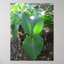 Leaves Posters
