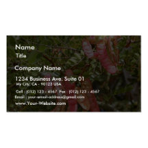 Leaves Seeds Business Card Templates