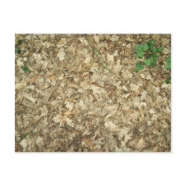 Leaves. Woodland floor. Leafy ground. Post Card