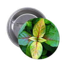 Leaves yellowing in symmetry buttons