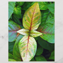 Leaves yellowing in symmetry flyers