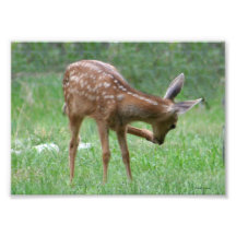 Leg Up Fawn Photo