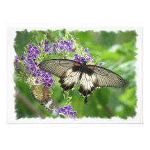 Legend of Butterflies Invitation