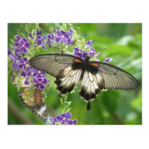 Legend of Butterflies Postcard