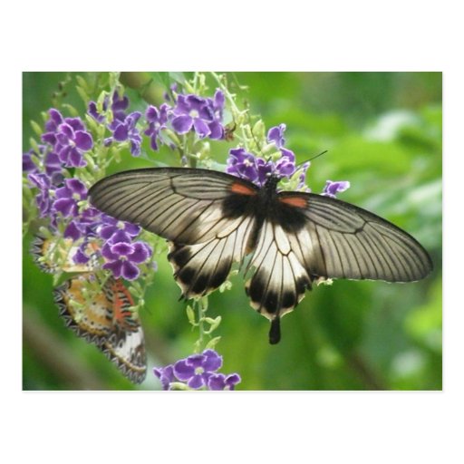 Legend of Butterflies Postcard