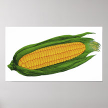 Légumes vintages ; Épi de maïs jaune Affiches