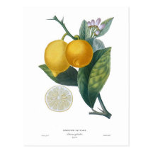 Lemon by Pierre - Antoine Poiteau Postcards
