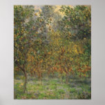 Lemon Grove in Bordighera by Claude Monet Print
