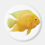 Lemon Severum Fish Magnet