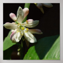 Lemon Tree Flower Poster