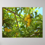 LEMON TREE posters