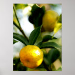 Lemon Tree Print