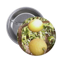 Lemons Pinback Buttons