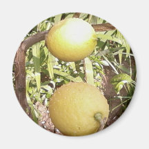 Lemons Refrigerator Magnets