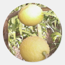 Lemons Stickers