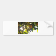 lemons sun bumper stickers