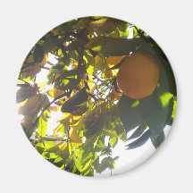 lemons sun fridge magnets