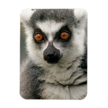Lemur Flexible Magnets