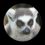 Lemur magnets