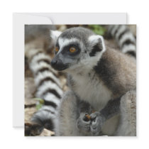 Lemur Invitation