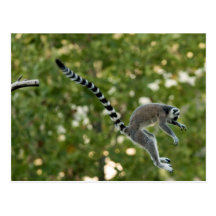 Lemur Jump Postcard