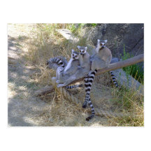 Lemur Line Postcard