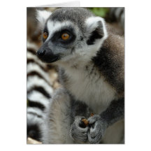 Lemur Monkey Greeting Card