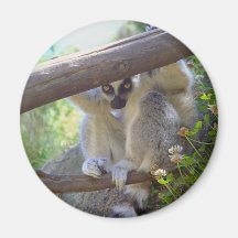 Lemur Peeking Magnet