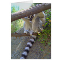 Lemur Peeking Note Cards